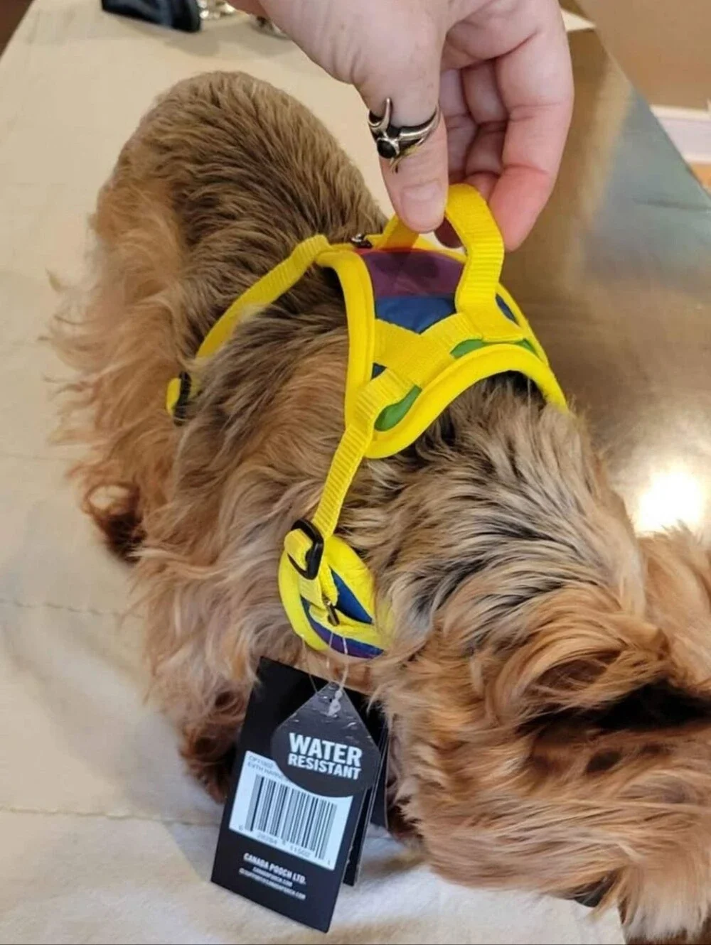 Canada Pooch 